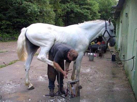 Как подковать лошадь