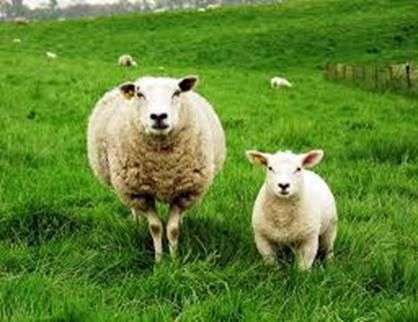 Интересные факты об овцах