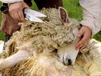 Как ухаживать за овцами