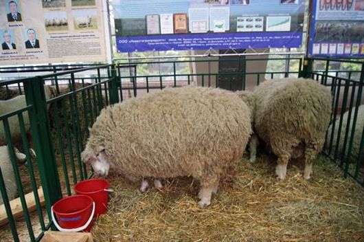 Куйбышевская порода овец