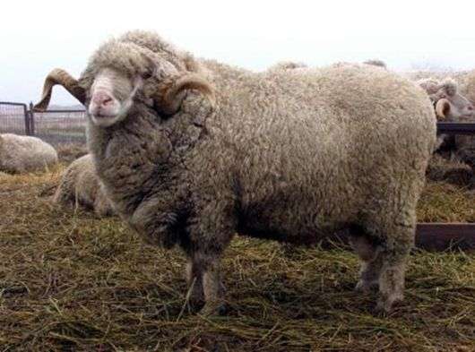 Асканийская порода овец