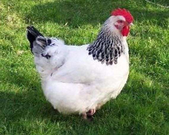 Адлерская порода кур