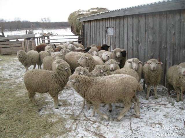 Корма для овец