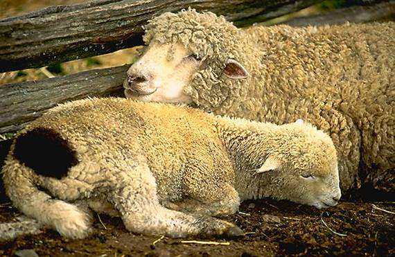 Доят ли овец. Почему коров и коз доят, а овец — нет?