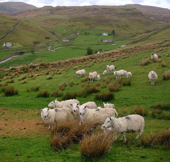 Кормление и содержание овец