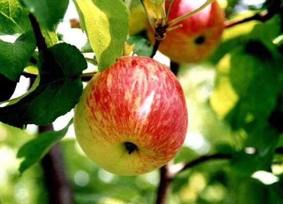 Сорт яблок «Боровинка»