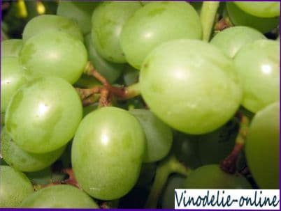 Инфекционные болезни винограда