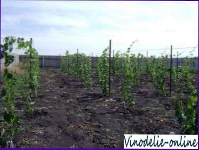 Обработка почвы на винограднике