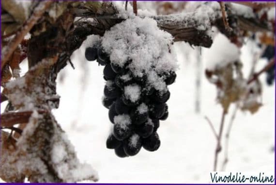 Что такое ледяное вино?