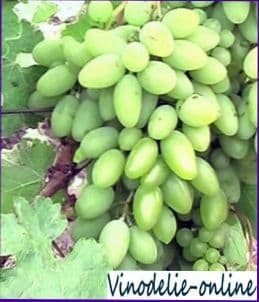 Виноград Тимур или Огуречный