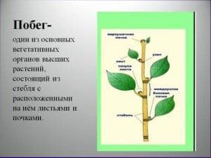 Вегетативные органы растений